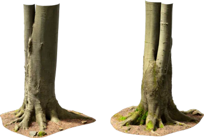 beech tree trunk 001 — Descargar