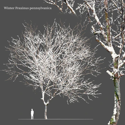 Winter Fraxinus pennsylvanica — Вид 1
