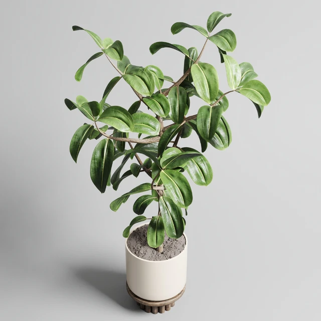 Indoor outdoor plant 106 wood vase pot ficus rubbery — Descargar