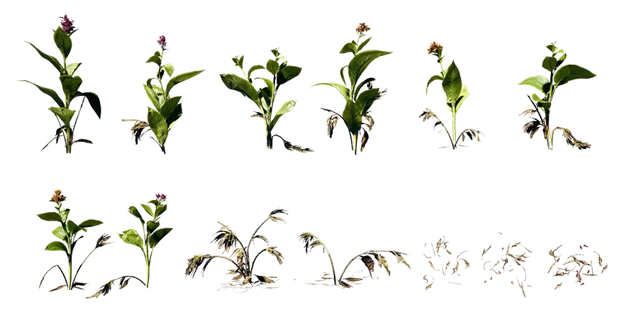 canna lily 001 — Descargar