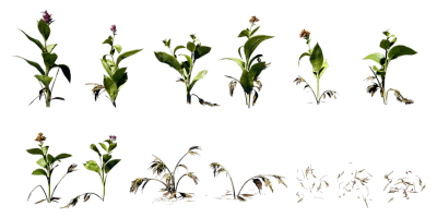 canna lily 001 — Descargar