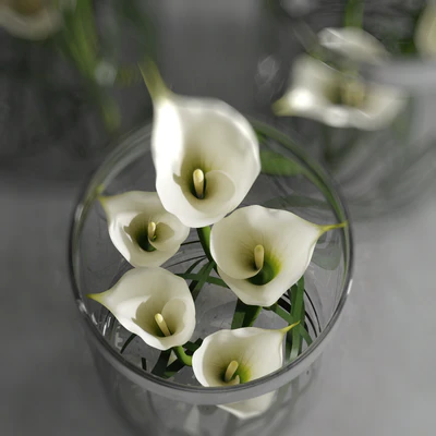 Calla Lily 6 — Ver 2
