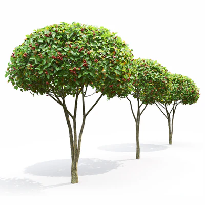 Crataegus — Вид 4