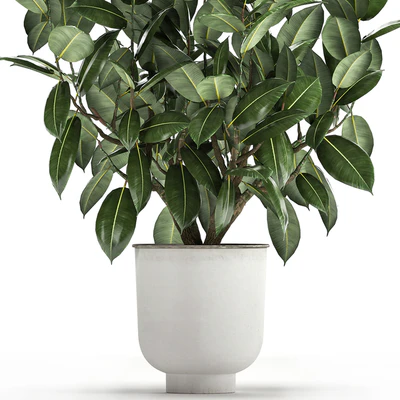 Beautiful lush flower tree Ficus elastic in a white metal pot for interior. 864. — Ver 3