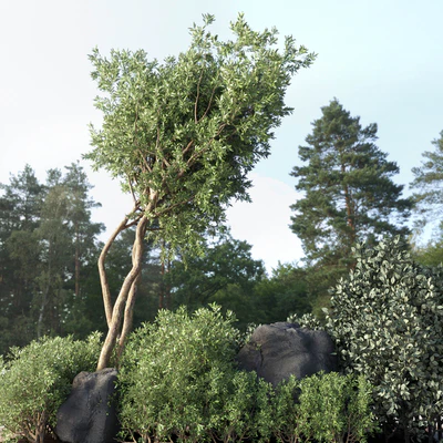 Collection Outdoor Indoor plant 67 green garden plant-tree-bush corona — Вид 6