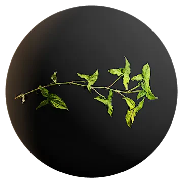 arrowhead vine 002 — Descargar