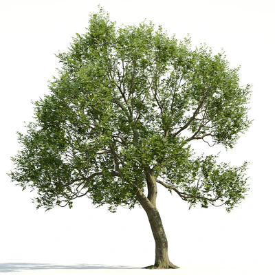 trees and barks 029 — Скачать