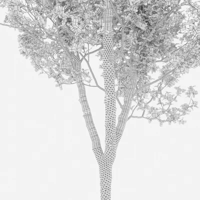 Quercus robur — Ver 5