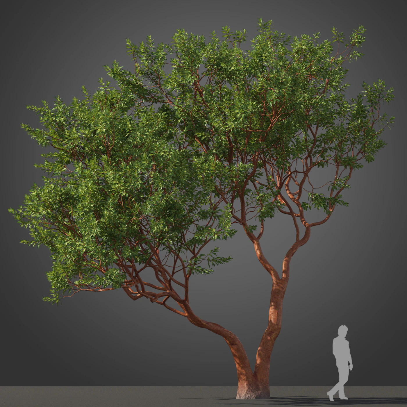 subtropical trees 038 — Скачать