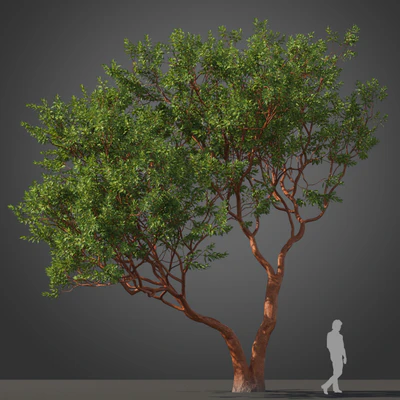 subtropical trees 038 — Скачать