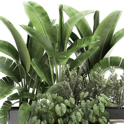Collection of plants in potted flower beds with Thickets, Strelitzia, banana, Zamiokulkas, Philodendron, jungle. Set 914. — Ver 5