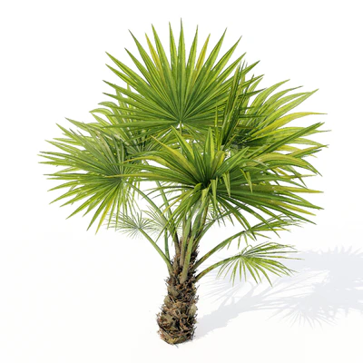 Chuniophoenix hainanensis 02 — Вид 1