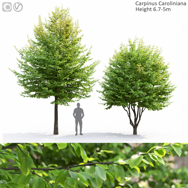 Carpinus Caroliniana — Скачать
