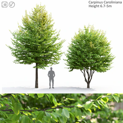 Carpinus Caroliniana — Вид 1