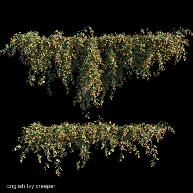 English Ivy creeper — Скачать