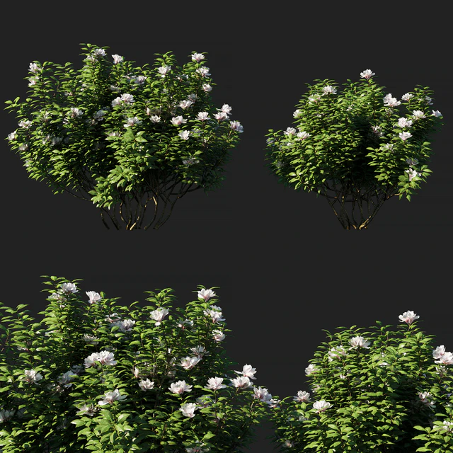 Rhododendron ponticum 01 — Descargar