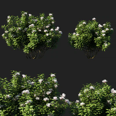 Rhododendron ponticum 01 — Descargar