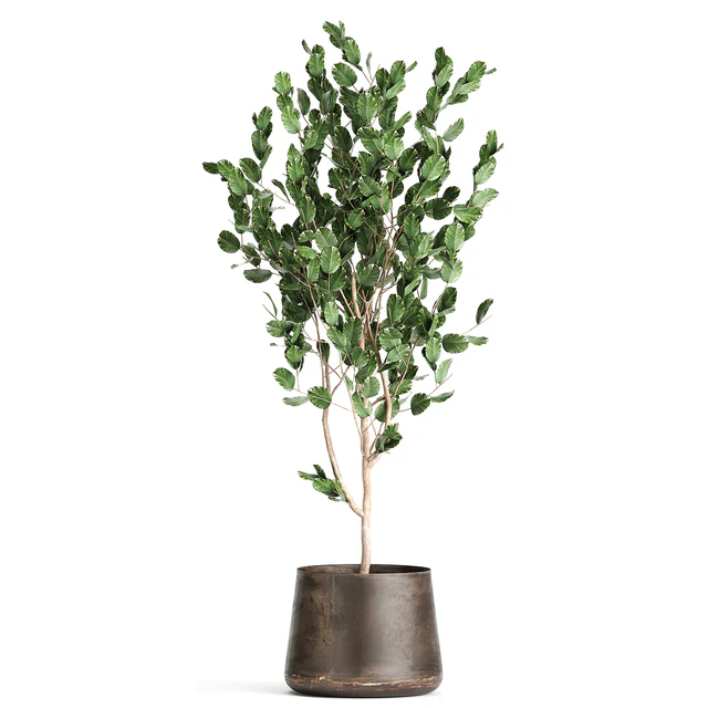 Collection of plants in outdoor metal rusty pots Tree, Banana palm, Ficus lyrata. Set 942. — Descargar