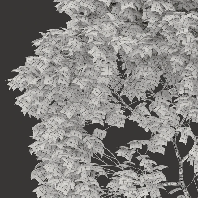 Acer platanoides 02 — Скачать
