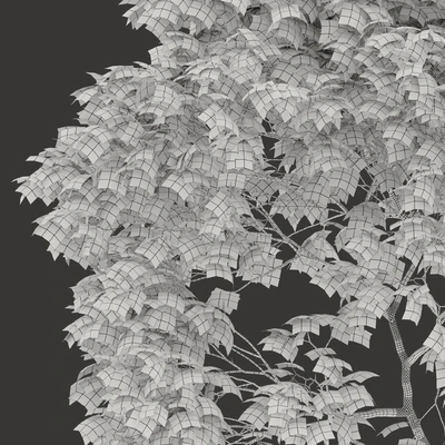 Acer platanoides 02 — Вид 3