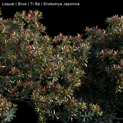 Loquat | Biwa | Eriobotrya Japonica — Вид 3