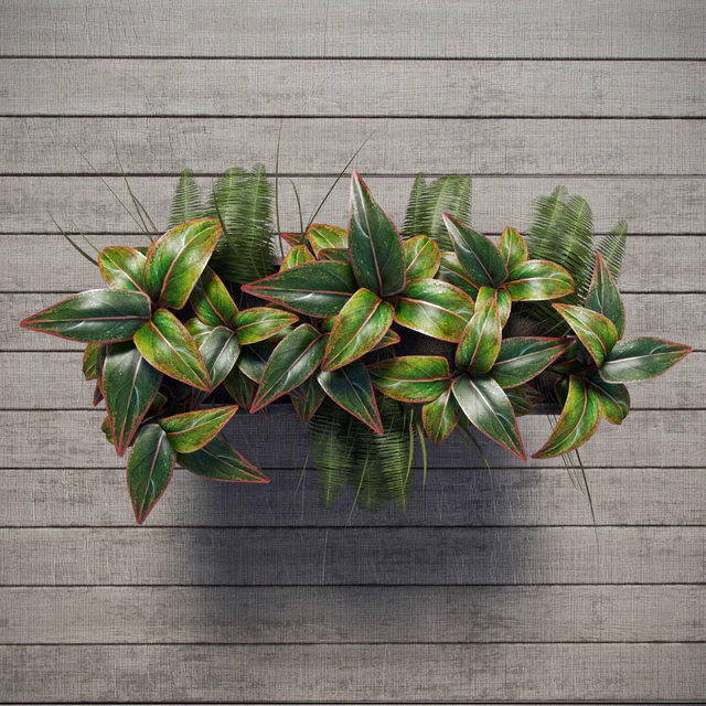 Terrace plants — Descargar