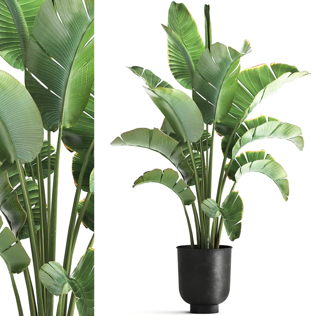 Strelitzia and banana bush in a metal vase and pot in the loft style, ravenala. 1111. — Descargar