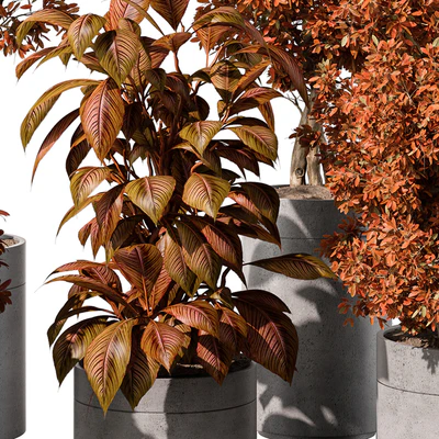 indoor Plant 463 - Tree and Bush — Вид 5