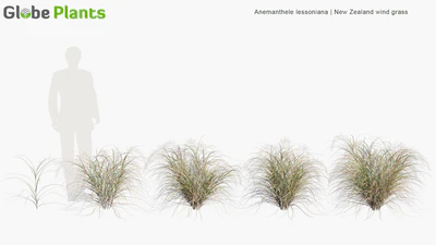 anemanthele lessoniana — View 2