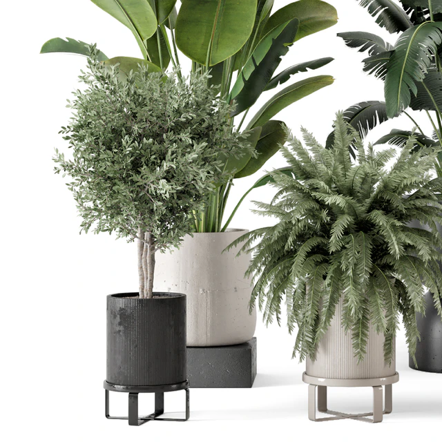 Indoor Plants in rusty Concrete Pot - Set 1167 — Descargar
