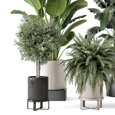 Indoor Plants in rusty Concrete Pot - Set 1167 — Ver 4