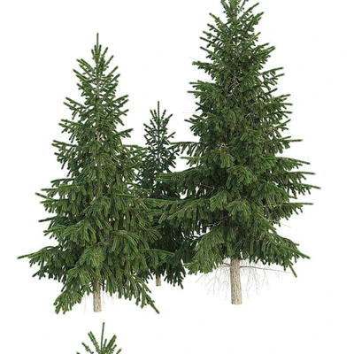 Spruce — Ver 3