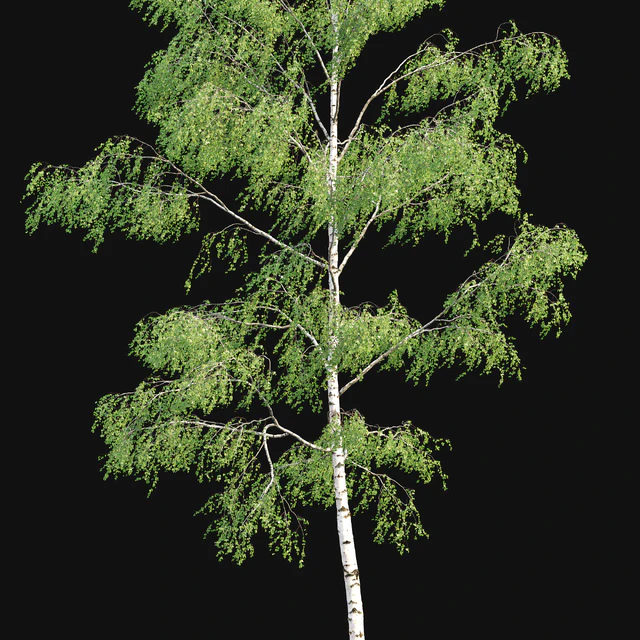 Birch forest part 9 — Descargar