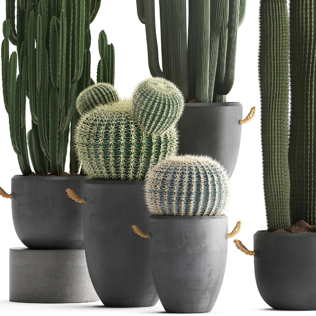 Collection of plants 411. Cactus set. Echinocactus, Cereus, Carnegia, Barrel cactus, indoor plants, concrete pot, outdoor — Descargar