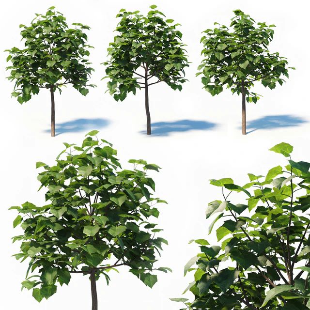 Paulownia Elongata (4m) 3 Tree Set — Descargar