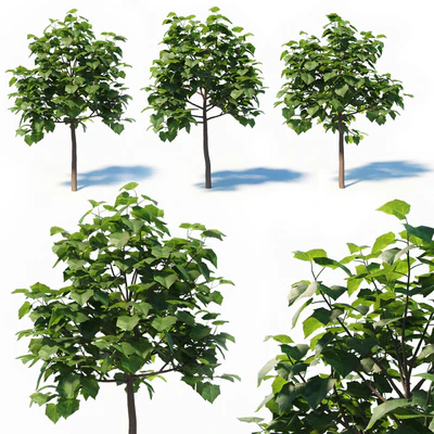 Paulownia Elongata (4m) 3 Tree Set — Ver 1