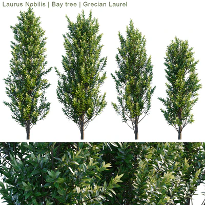 Laurus Nobilis | Bay tree | Grecian Laurel — Ver 1