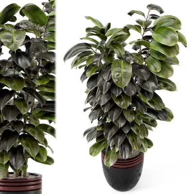 Indoor Plants in rusty Concrete Pot - Set 881 — Вид 5
