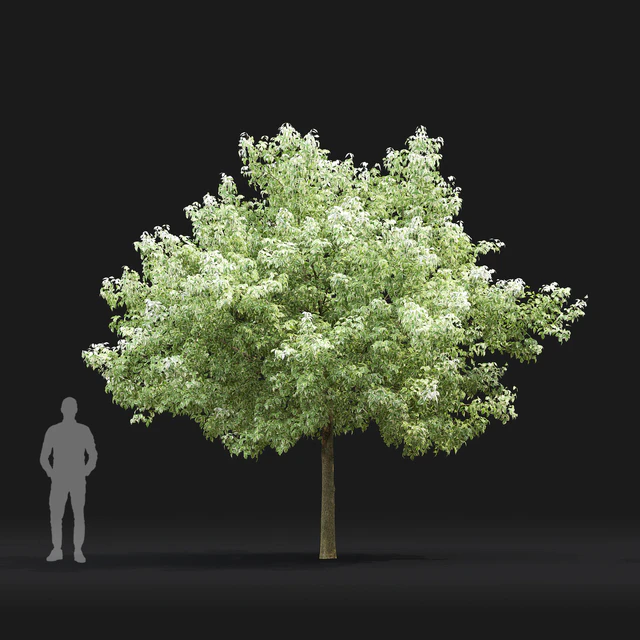 Acer Variegatum — Descargar