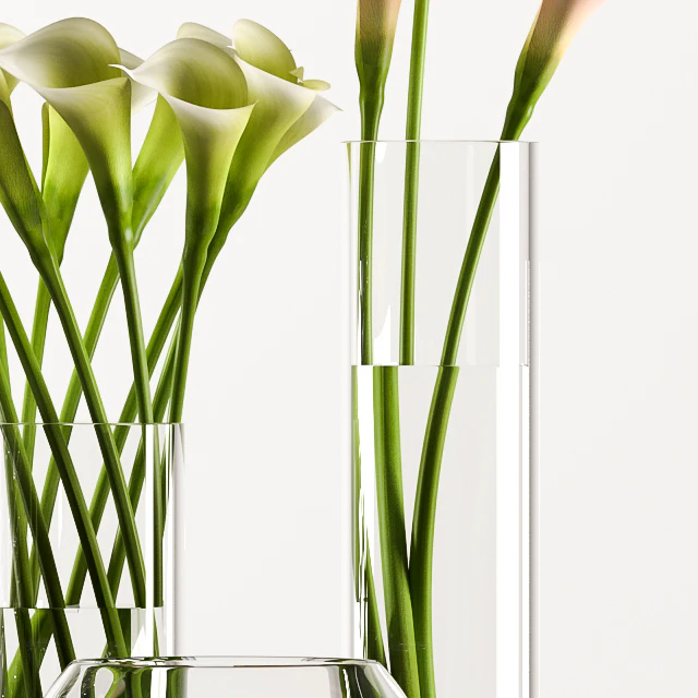 CALLA LILY 3 — Descargar