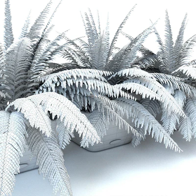 Fern / Nephrolepis in pots Lechuza Bacino Cottage — Ver 3