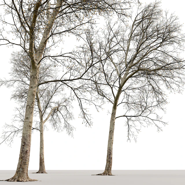 Платан / Sycamore / Platanus #20 — Скачать
