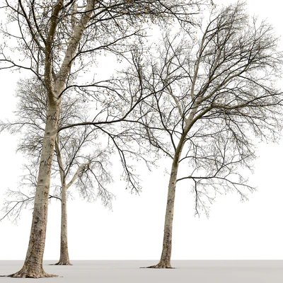Платан / Sycamore / Platanus #20 — Вид 7
