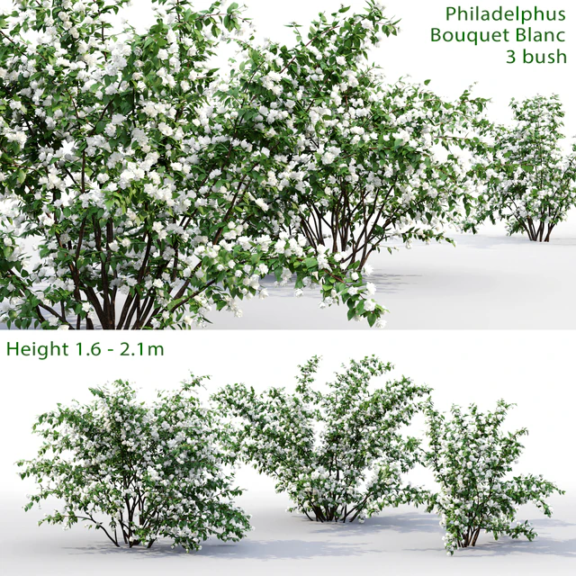 Philadelphus Bouquet Blanc #1 | Жасмин — Скачать