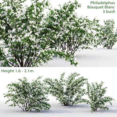 Philadelphus Bouquet Blanc #1 | Жасмин — Вид 1