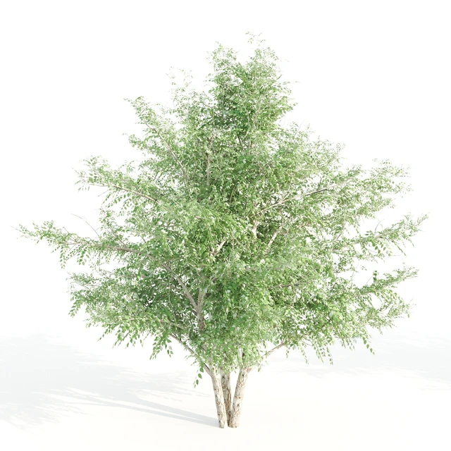 3 black birch — Descargar