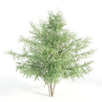3 black birch — Ver 5