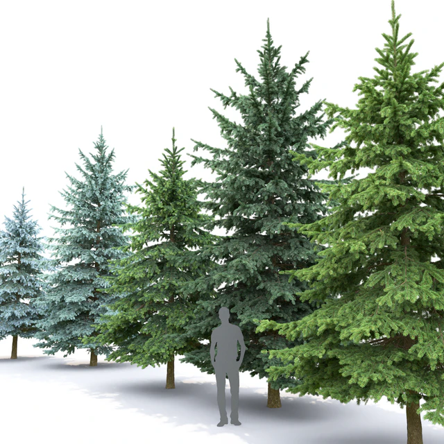 Spruce — Descargar