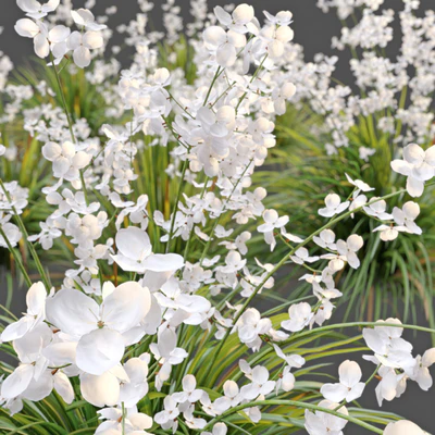Libertia formosa — Ver 4