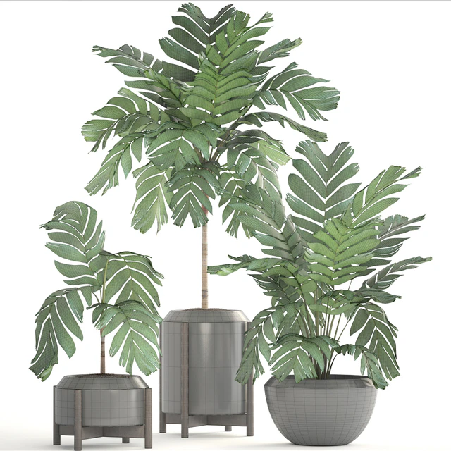 Декоративные пальмы 167. Chamaedorea elegans, Хамедорея изящная, куст, горшок, цветок, пальма, вазон, интерьерная — Скачать